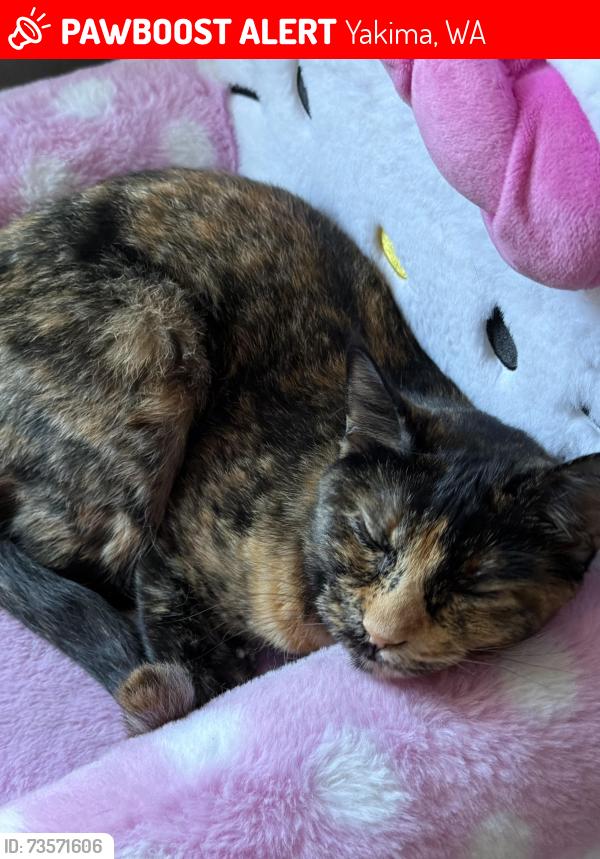 Lost Female Cat last seen W KING ST AND S 5TH AVE YAKIMA, Yakima, WA 98902