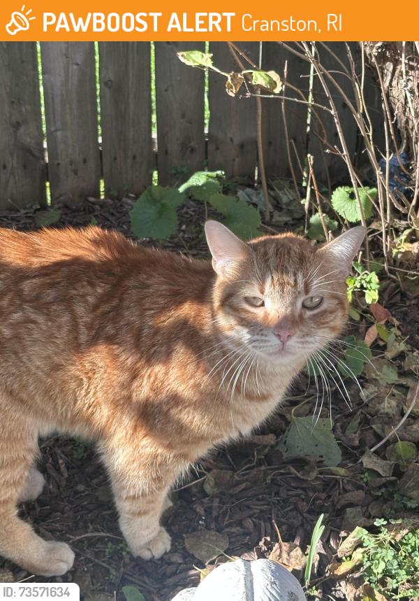 Found/Stray Female Cat last seen McDonald’s on Cranston St, Cranston, RI 02920