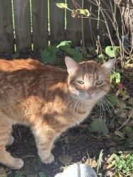 Found/Stray Female Cat last seen McDonald’s on Cranston St, Cranston, RI 02920