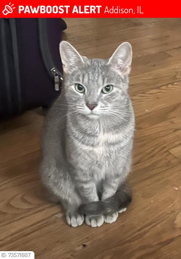 Lost Female Cat last seen Behind the McDonald's, Addison, IL 60101