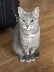 Lost Female Cat last seen Behind the McDonald's, Addison, IL 60101