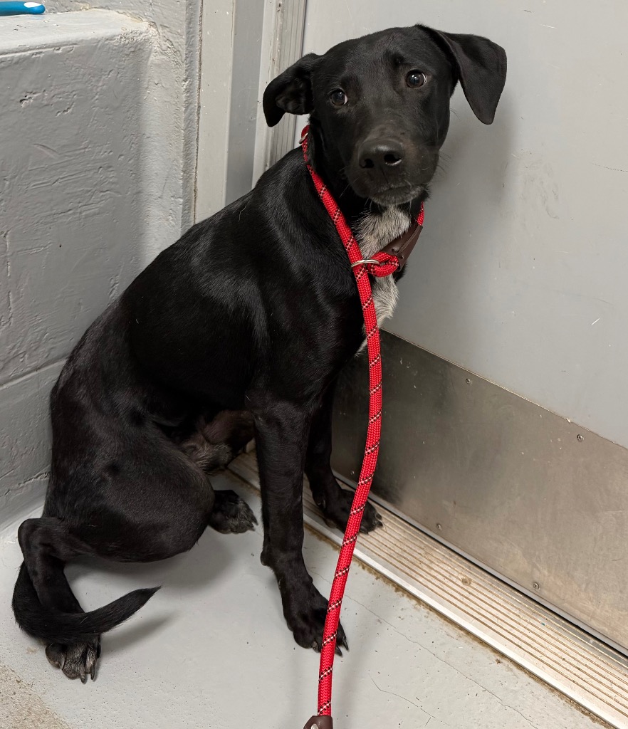 Shelter Stray Male Dog last seen Midwest City, 8485 E Reno Ave, Midwest City, OK 73110, USA