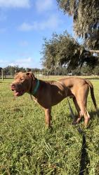 Found/Stray Male Dog last seen Found near Martin Luther king, Plant City, FL 33563