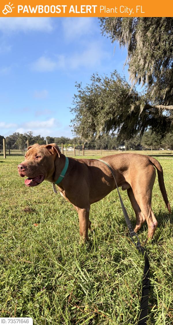 Found/Stray Male Dog last seen Found near Martin Luther king, Plant City, FL 33563