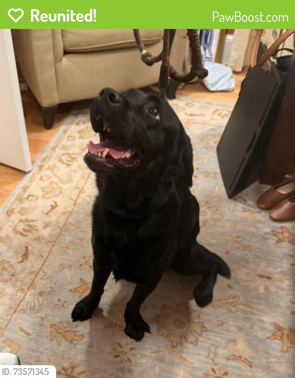 Reunited Female Dog last seen 5th street and south ivy, Arlington, VA 22204