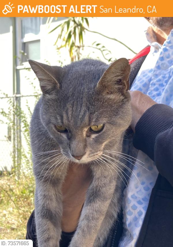Found/Stray Male Cat last seen Broadmoor, San Leandro, CA 94577