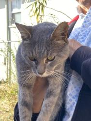 Found/Stray Male Cat last seen Broadmoor, San Leandro, CA 94577