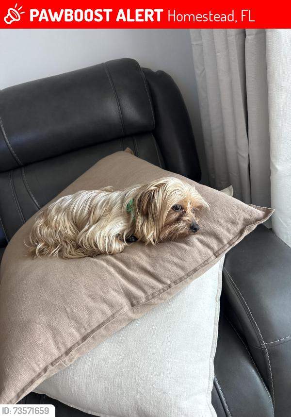 Lost Male Dog last seen Walmart 268th, Homestead, FL 33032