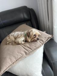 Lost Male Dog last seen Walmart 268th, Homestead, FL 33032