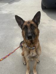 Shelter Stray Male Dog last seen 73RD ST & VANDENBERG DR, 2127 Front St, Sacramento, CA 95818, USA