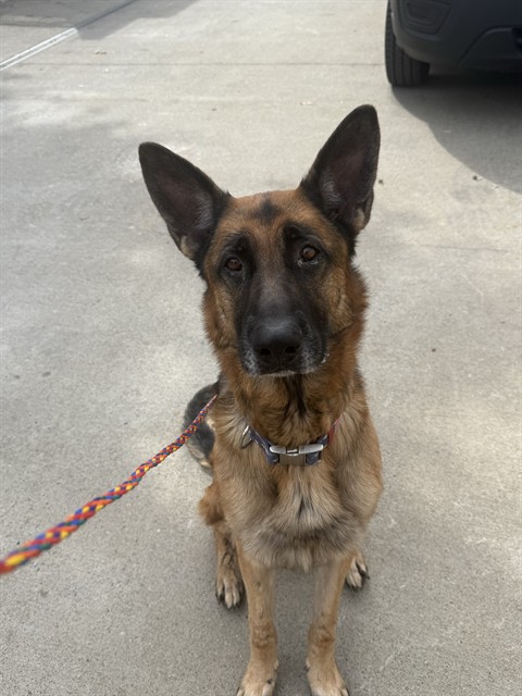 Shelter Stray Male Dog last seen 73RD ST & VANDENBERG DR, 2127 Front St, Sacramento, CA 95818, USA