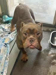 Shelter Stray Male Dog last seen J ST & 17TH ST, 2127 Front St, Sacramento, CA 95818, USA