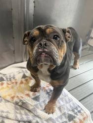 Shelter Stray Female Dog last seen FUESI CT & PERRY AVE, 2127 Front St, Sacramento, CA 95818, USA