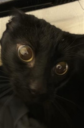 Shelter Stray Male Cat last seen DIAS AVE & TRAVELODGE MHP, 2127 Front St, Sacramento, CA 95818, USA