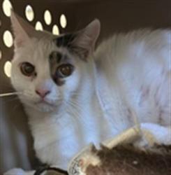 Shelter Stray Male Cat last seen DIAS AVE & TRAVELODGE MHP, 2127 Front St, Sacramento, CA 95818, USA