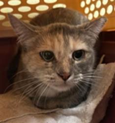 Shelter Stray Female Cat last seen DIAS AVE & TRAVELODGE MHP, 2127 Front St, Sacramento, CA 95818, USA