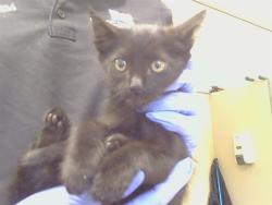Shelter Stray Female Cat last seen GOLD RIVER RD/COLOMA RD, 95670, 3839 Bradshaw Rd, Sacramento, CA 95827, USA