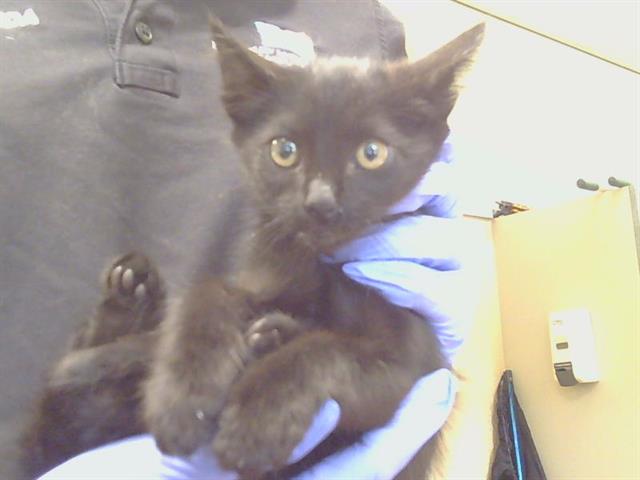 Shelter Stray Female Cat last seen GOLD RIVER RD/COLOMA RD, 95670, 3839 Bradshaw Rd, Sacramento, CA 95827, USA