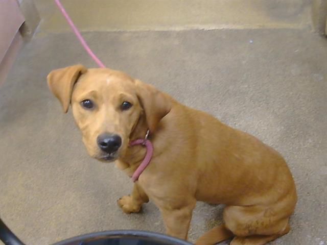 Shelter Stray Female Dog last seen ANTELOPE RD/ROSEVILLE RD, 95842, 3839 Bradshaw Rd, Sacramento, CA 95827, USA