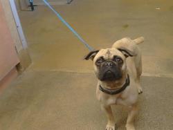 Shelter Stray Female Dog last seen FAIR OAKS BLVD AT MARCONI AVE, 3839 Bradshaw Rd, Sacramento, CA 95827, USA