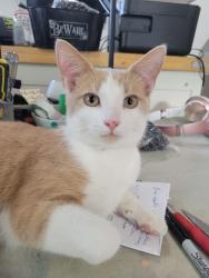 Lost Male Cat last seen Totten and South Cameron, Windsor, ON N9B 3P6