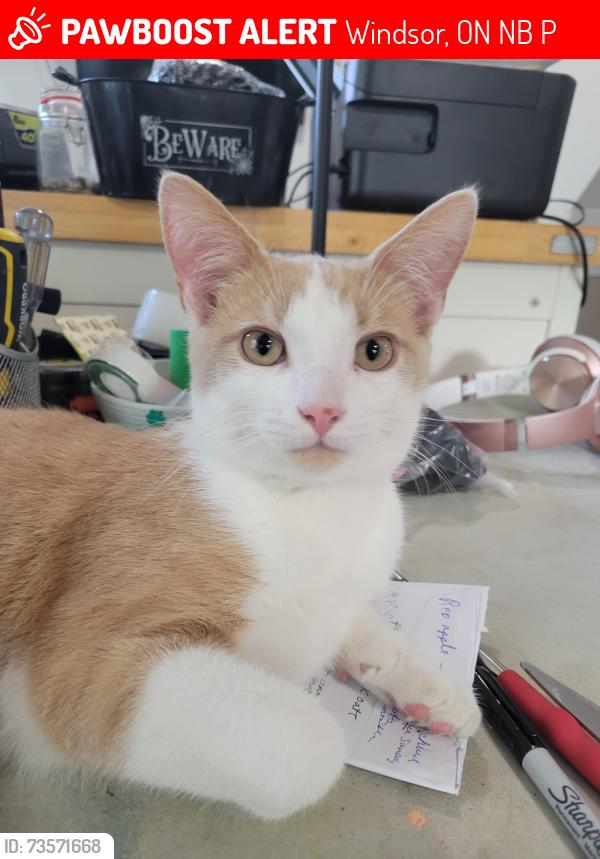 Lost Male Cat last seen Totten and South Cameron, Windsor, ON N9B 3P6