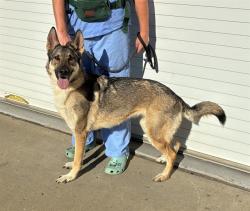 Shelter Stray Female Dog last seen Near BLOCK S. 37TH ST, 3528 Newburg Rd, Louisville, KY 40218, USA