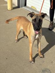 Shelter Stray Male Dog last seen 251R R W BROADWAY, 3528 Newburg Rd, Louisville, KY 40218, USA