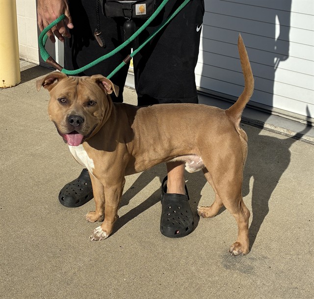 Shelter Stray Male Dog last seen Near BLOCK SUTCLIFFE, 3528 Newburg Rd, Louisville, KY 40218, USA