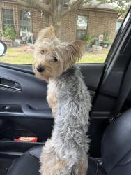 Reunited Male Dog last seen At Miller Rd and Chiesa in Rockwall, Rowlett, TX 75088