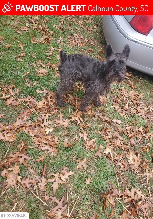 Lost Male Dog last seen BURKE RD IN ST MATTHEWS , SC, Calhoun County, SC 29135
