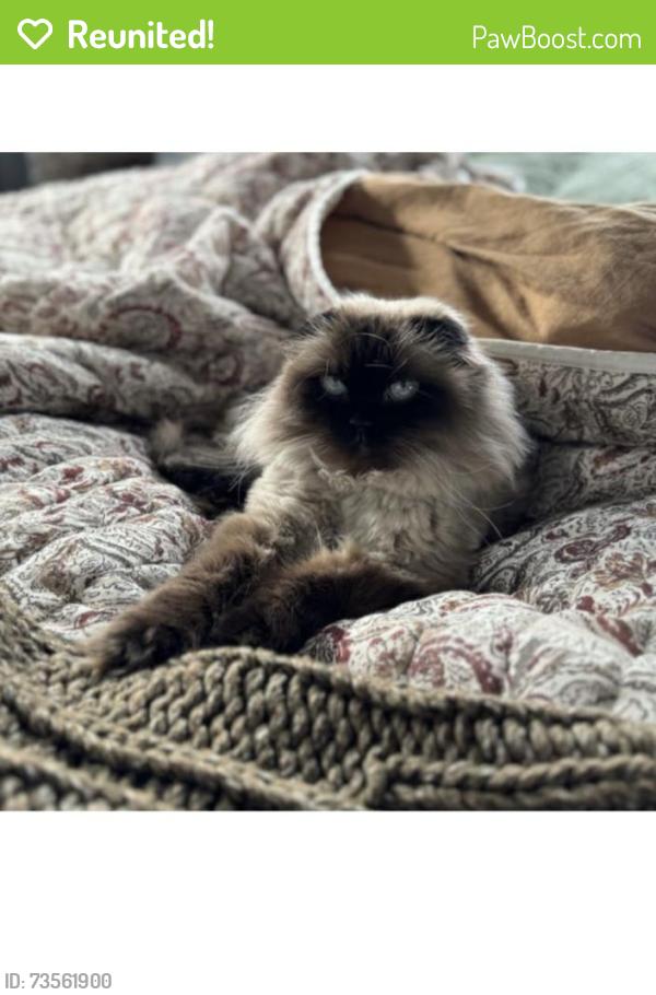 Reunited Male Cat last seen 9th st, Easton, PA 18042