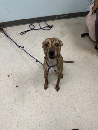 Shelter Stray Female Dog last seen , Gulfport, MS, 2615 25th Ave, Gulfport, MS 39501, USA