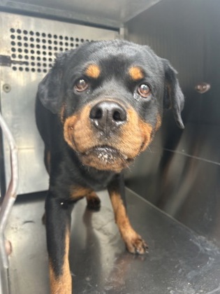 Shelter Stray Female Dog last seen HARDEMAN ST, Central District,, 355 Hillshire Dr, Haslet, TX 76052, USA