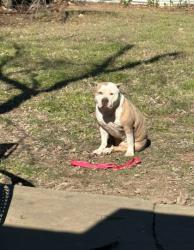Shelter Stray Female Dog last seen , , TX, 355 Hillshire Dr, Haslet, TX 76052, USA
