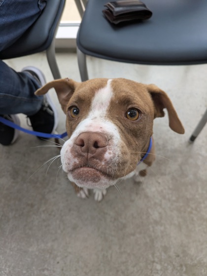 Shelter Stray Male Dog last seen Near Tupelo Trl, North District, TX, 355 Hillshire Dr, Haslet, TX 76052, USA