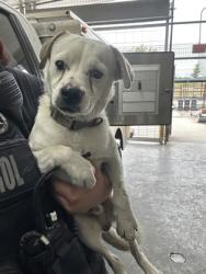Shelter Stray Male Dog last seen AVE K, Central District,, 355 Hillshire Dr, Haslet, TX 76052, USA