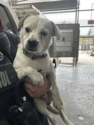 Shelter Stray Male Dog last seen AVE K, Central District,, 355 Hillshire Dr, Haslet, TX 76052, USA