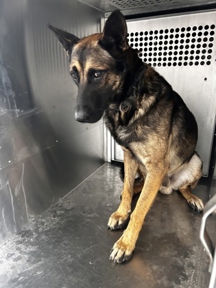 Shelter Stray Male Dog last seen Near Trentman, East District, TX, 355 Hillshire Dr, Haslet, TX 76052, USA