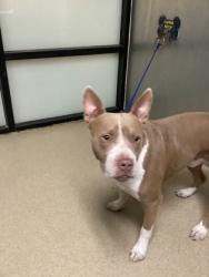 Shelter Stray Male Dog last seen Near David Dr, Central District, TX, 355 Hillshire Dr, Haslet, TX 76052, USA