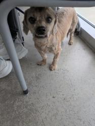 Shelter Stray Male Dog last seen , , TX, 355 Hillshire Dr, Haslet, TX 76052, USA