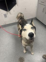 Shelter Stray Female Dog last seen Timothy Way, Sevier County ACO, TN, 1008 Old Knoxville Hwy, Sevierville, TN 37862, USA