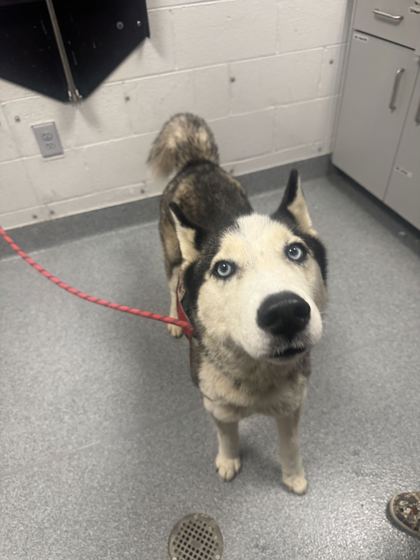Shelter Stray Female Dog last seen Timothy Way, Sevier County ACO, TN, 1008 Old Knoxville Hwy, Sevierville, TN 37862, USA