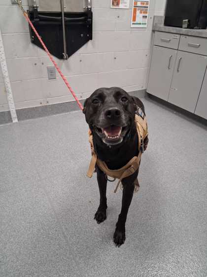 Shelter Stray Male Dog last seen Near Scenic Mtn. Drive, Sevier County ACO, TN, 1008 Old Knoxville Hwy, Sevierville, TN 37862, USA