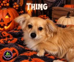 Shelter Stray Male Dog last seen Near Vaughn Ave, EVERMAN, TX, 3961 Bluebell Dr, Everman, TX 76140, USA