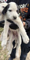Shelter Stray Male Dog last seen S Orange Ave &E Floral Ave, Fresno Zone Fresno CO 3 93725, CA, 1510 W Dan Ronquillo Dr, Fresno, CA 93706, USA