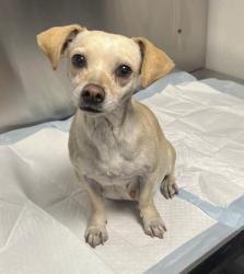 Shelter Stray Female Dog last seen S Newmark Ave & E Dinuba Ave, Parlier Zone Fresno CO 3 93648, CA, 1510 W Dan Ronquillo Dr, Fresno, CA 93706, USA