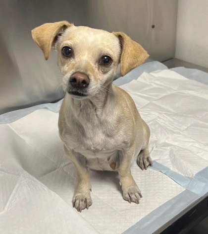 Shelter Stray Female Dog last seen S Newmark Ave & E Dinuba Ave, Parlier Zone Fresno CO 3 93648, CA, 1510 W Dan Ronquillo Dr, Fresno, CA 93706, USA