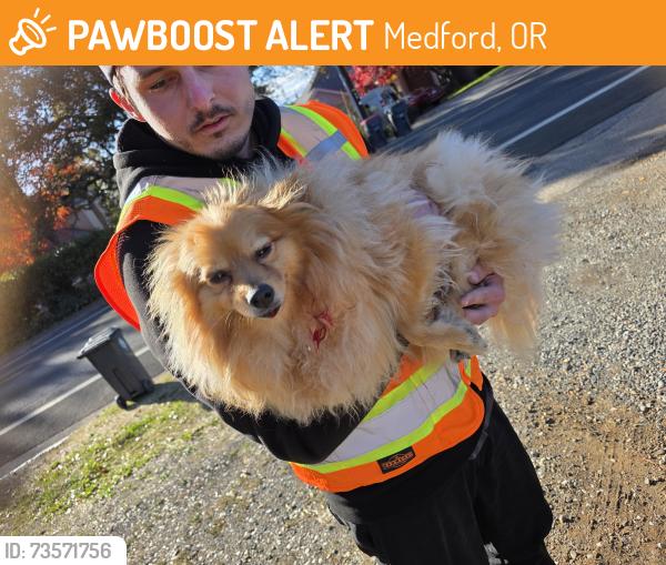 Found/Stray Unknown Dog last seen Springbrook st, Medford, OR 97504