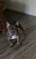 Lost Male Dog last seen Oates & Motley, Dallas, TX 75228